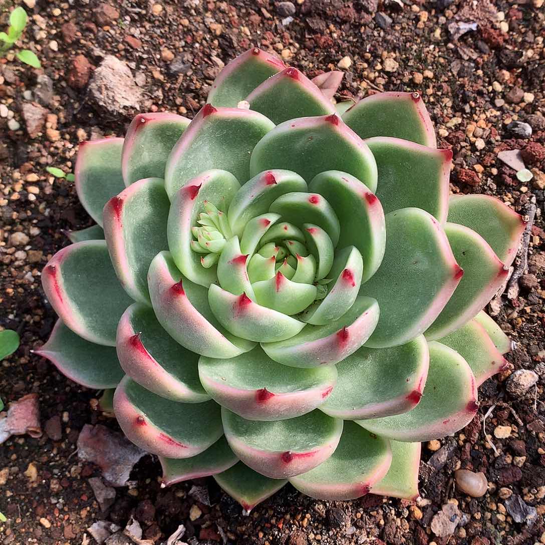 蓝龙多肉一物一拍