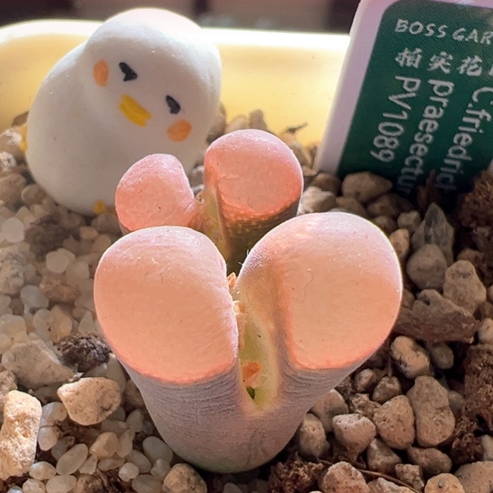 w883。优选青蛙5年pv1089鲑鱼粉 88折后价