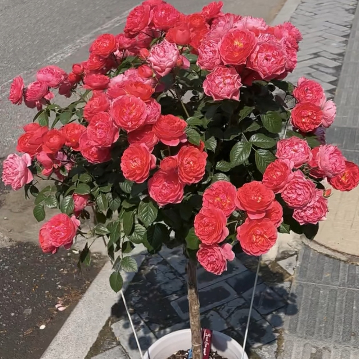 【绝色果汁棒棒糖独颗】耐寒四季开花阳台庭院好养护树桩月季盆栽