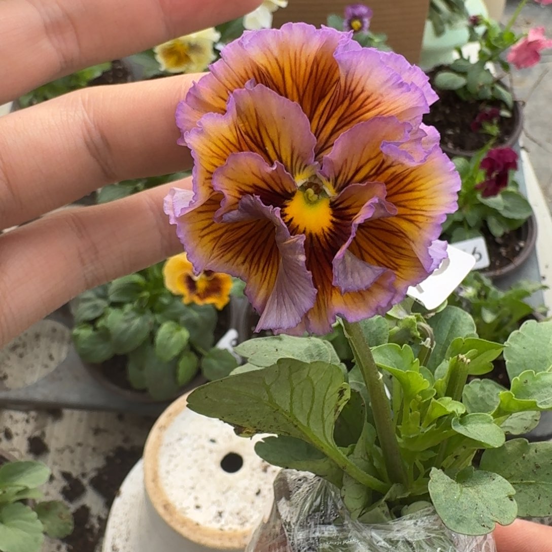 大部分花苞少量开放198
