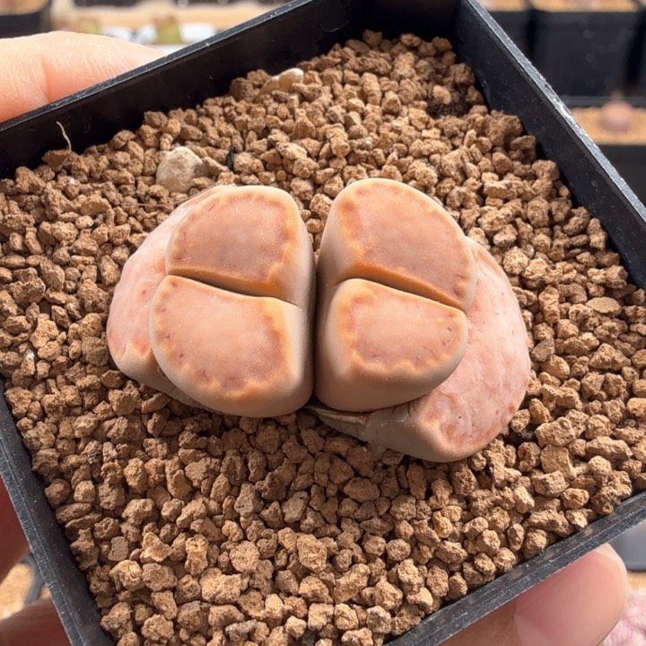 金边饼干 双头带盆发