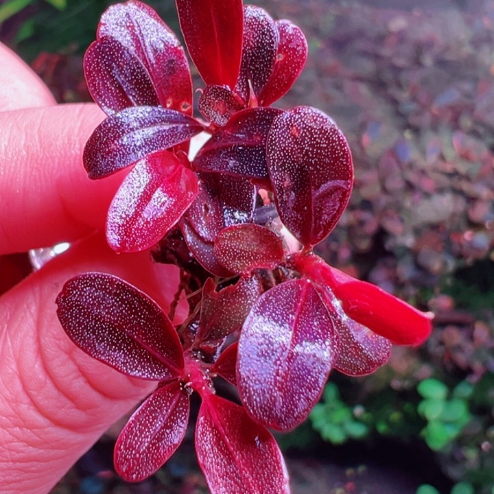 福利20号福利价植物一头