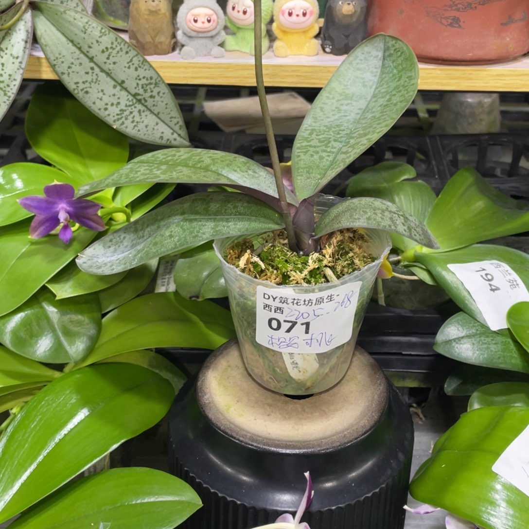 完全开放樱桃专拍