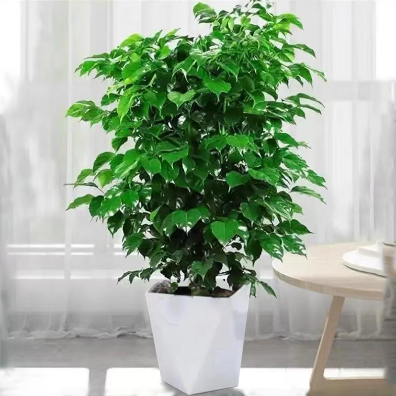 60-70控根幸福树观叶绿植 配白色菱形盆【肖肖花卉】