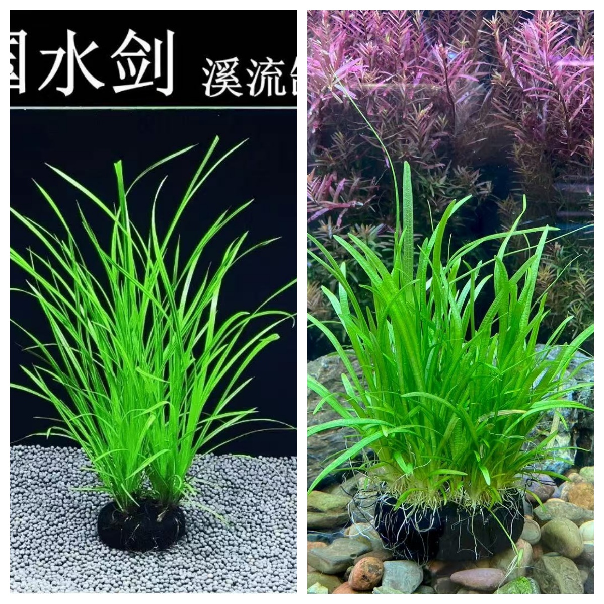 Z溪流飘逸造景【泰国水剑   水兰】