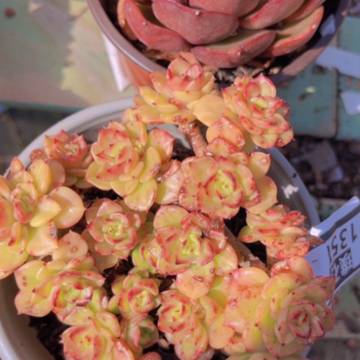 【闪购商品】蜡牡丹1351