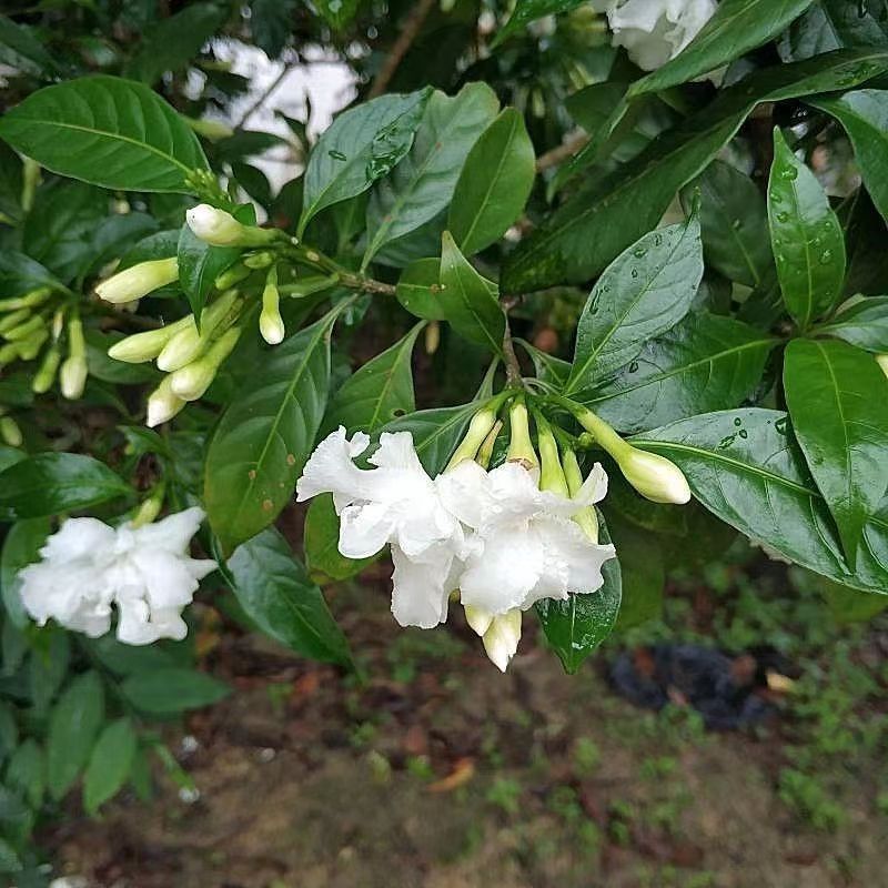 狗牙花盆栽带花苞四季常绿重瓣花卉适合庭院阳台种植