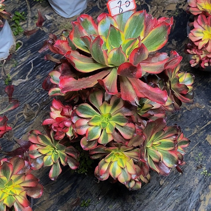 用***0魅影老桩处理的80号