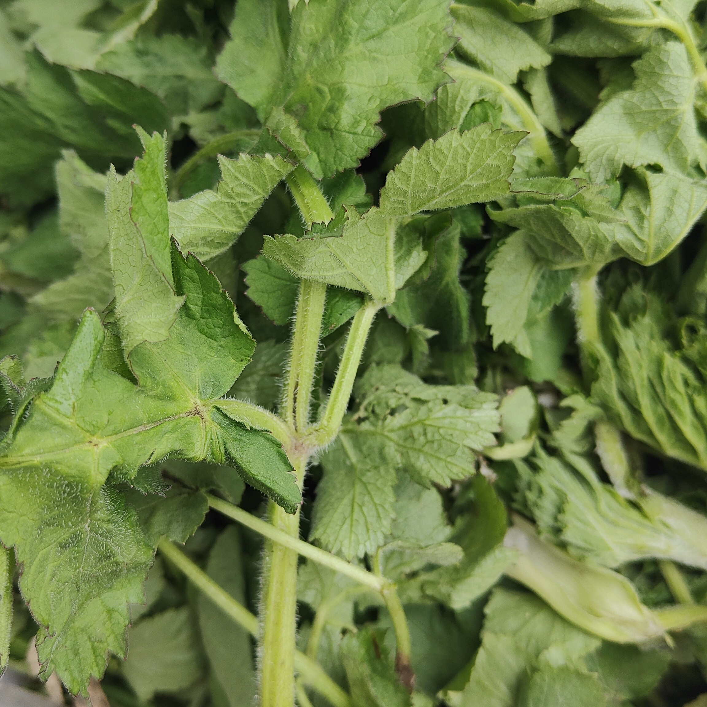 山野菜老山芹  速冻发货  顺丰包邮