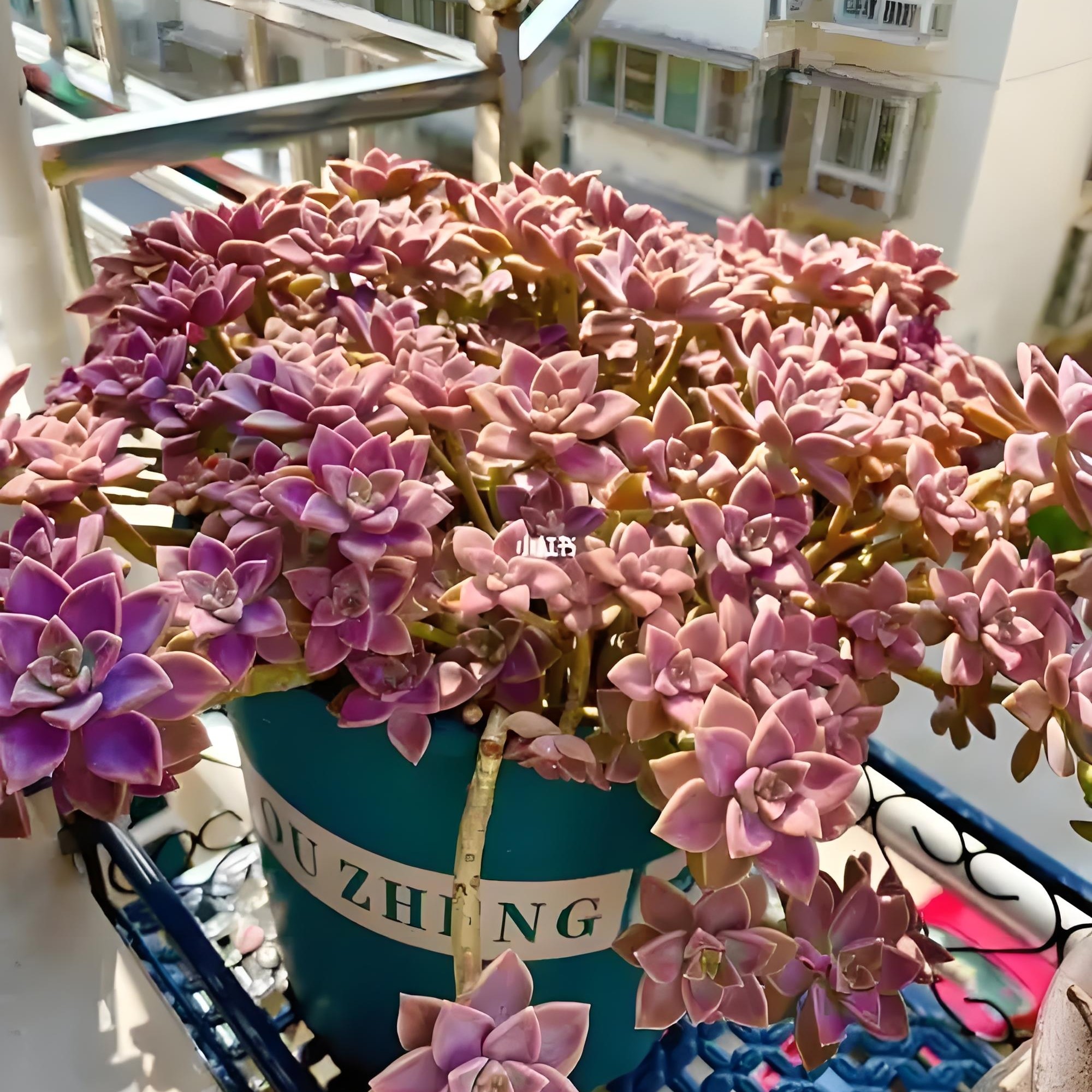 地栽阿伦陪多肉新手好养  一单包邮