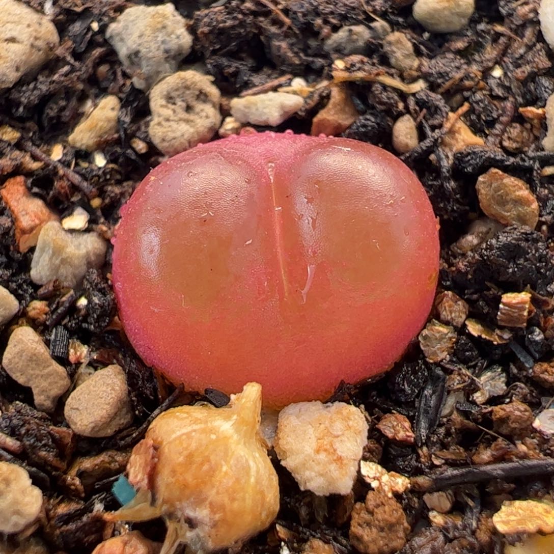 吕氏红宝石多肉植物百科