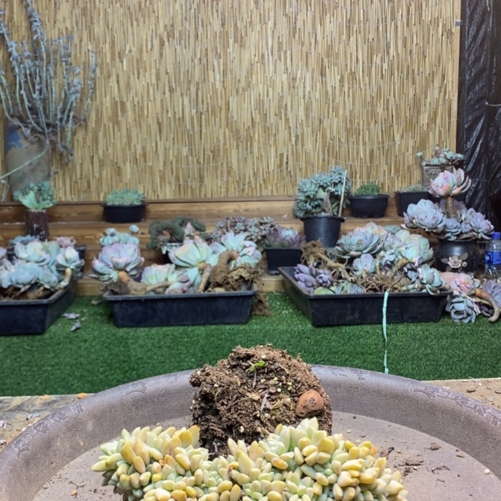 畅***宝34号号淡雪多肉植物