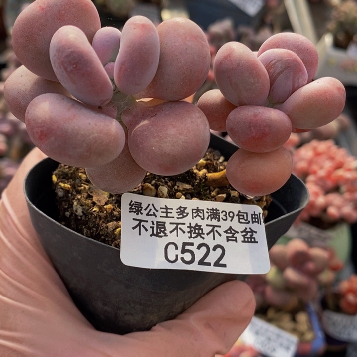 橙雪球奶酪522多肉植物