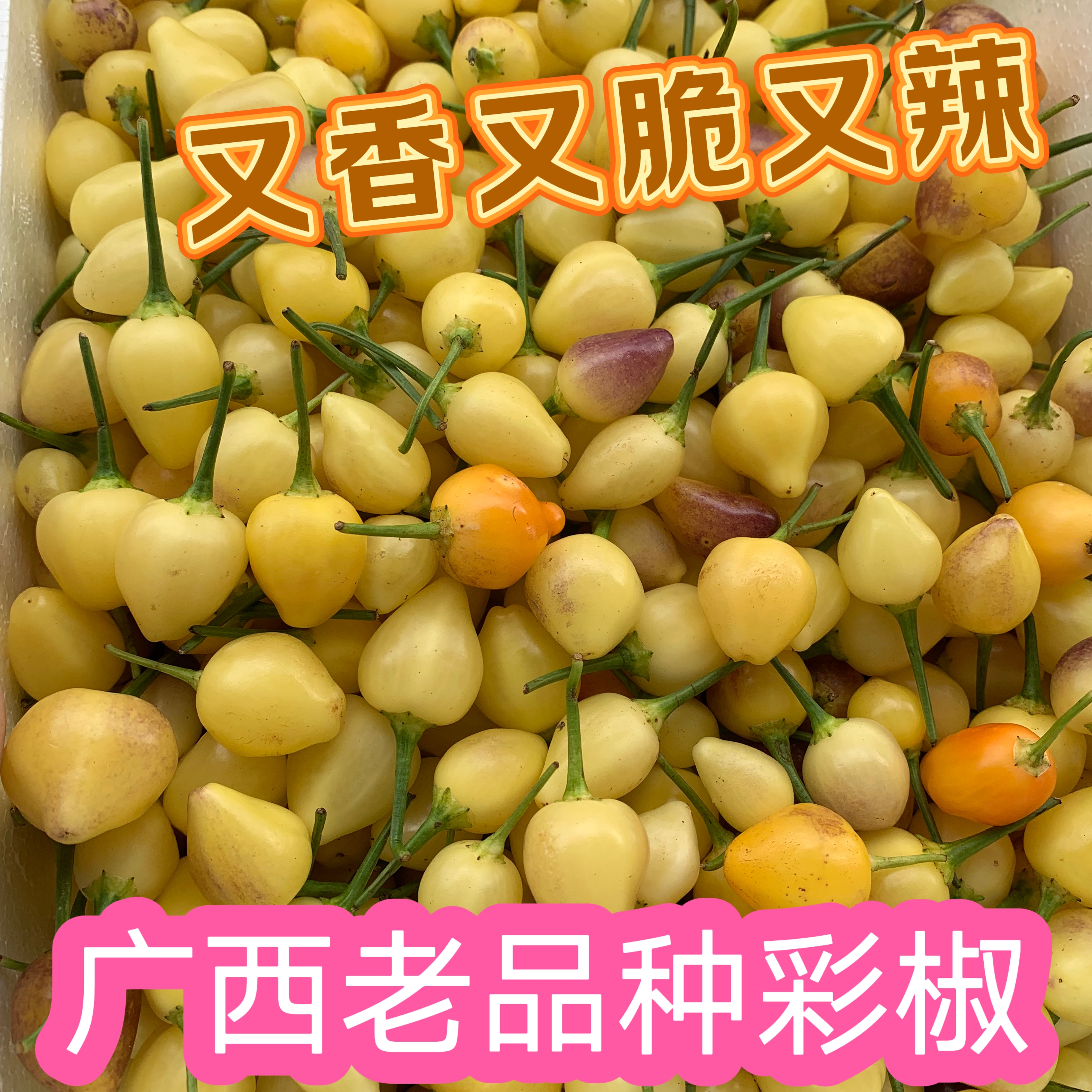 秋季新苗靓货 广西农家散种七彩椒 新鲜采摘 五彩椒小灯笼椒 脆辣
