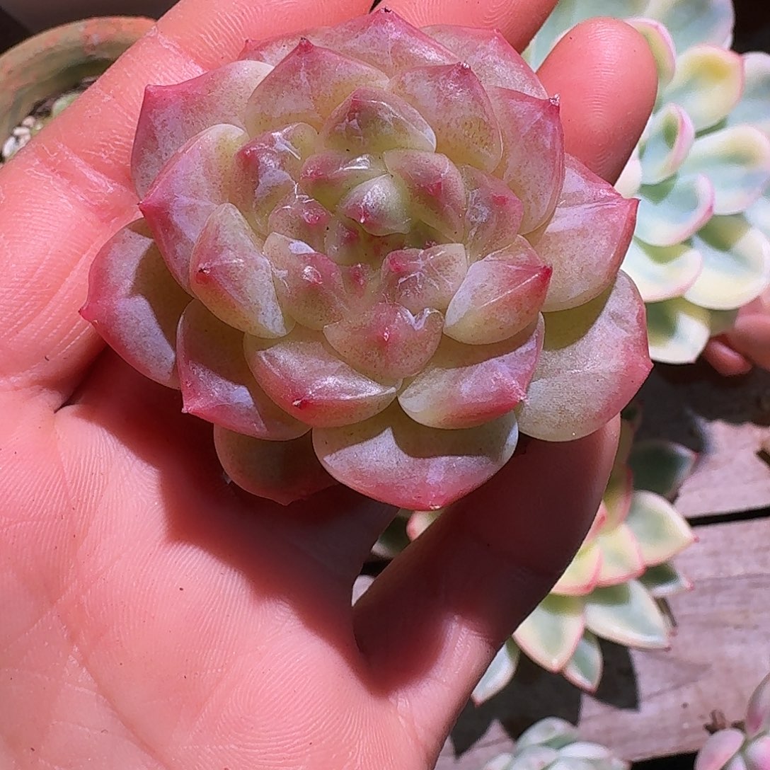 秘境冰魄多肉多肉多肉