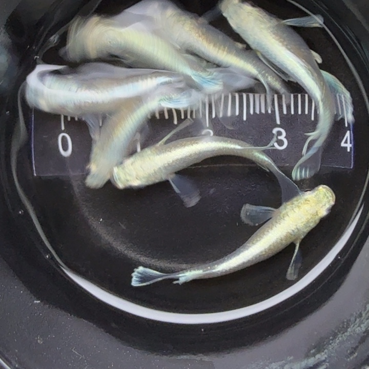 青鳉鱼短天使30号