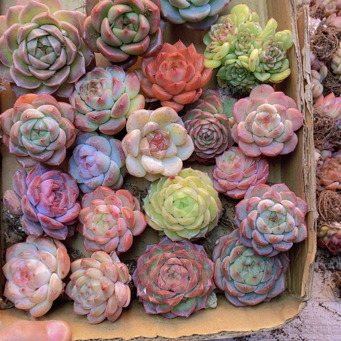 保底20颗。  02。  大的