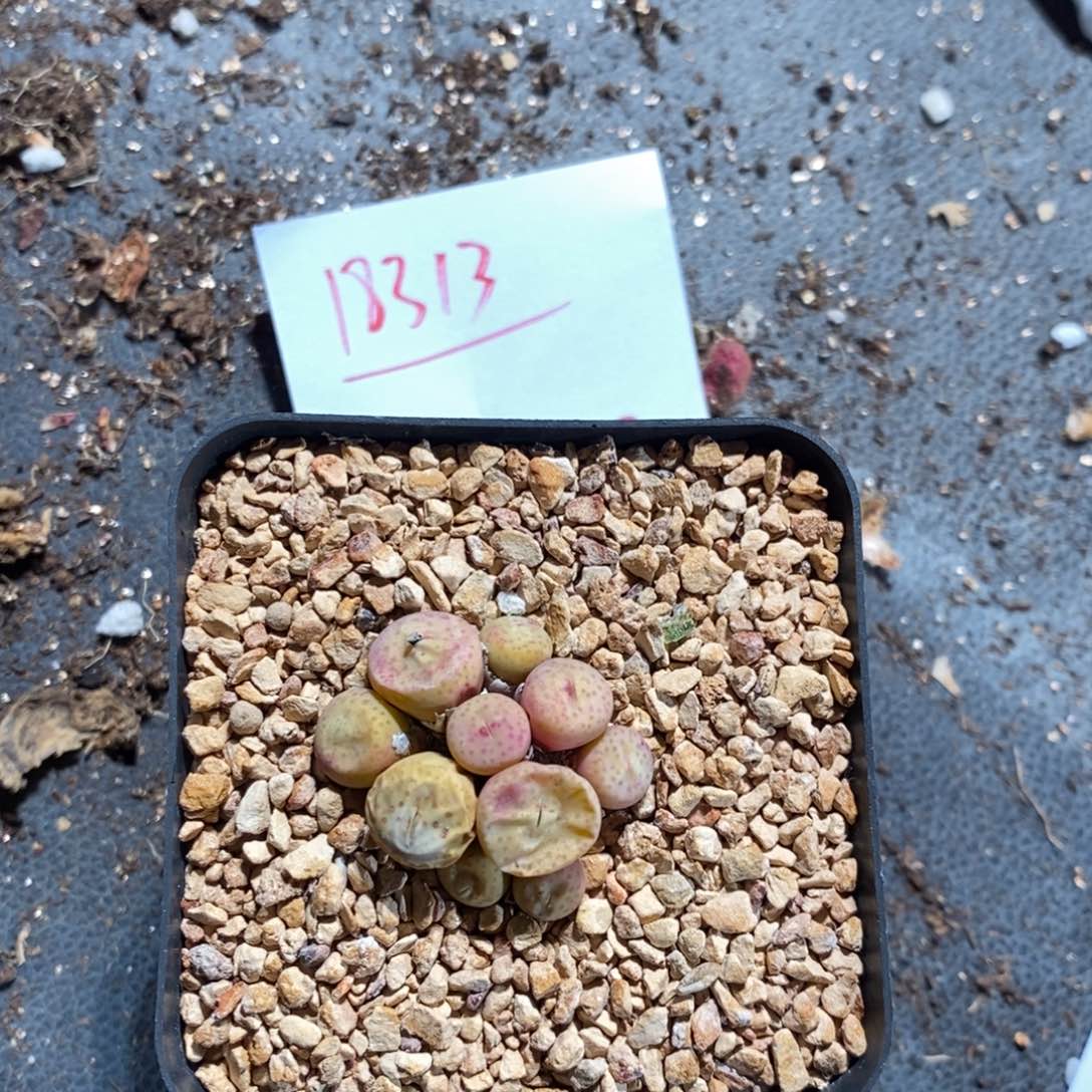 18313。   奶油嘴。