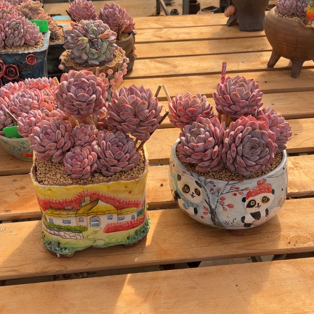 遇见多肉园艺GYACE星影2颗寄养出