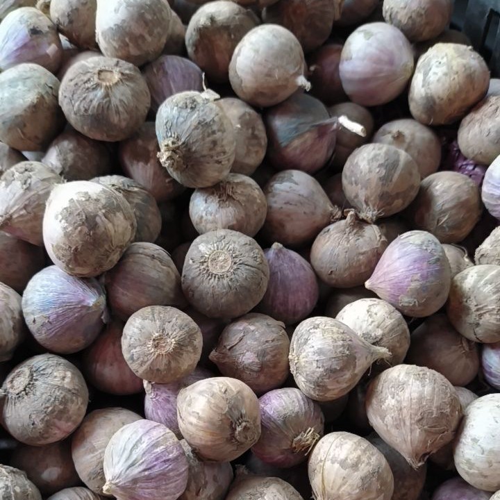 2025云南正宗紫皮大蒜新鲜独头蒜香味浓辣味足炒菜香老品种