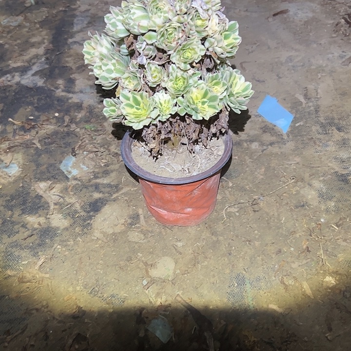 不包侧枝一物一拍92