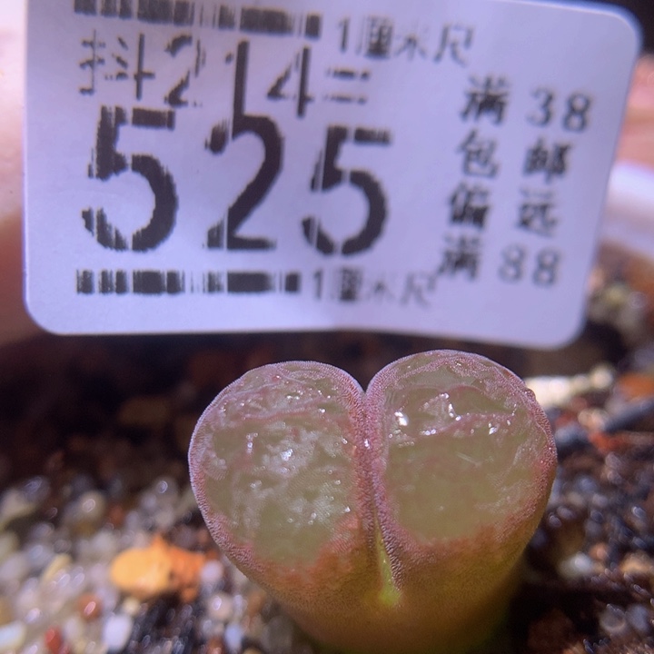 精品生石花214.525