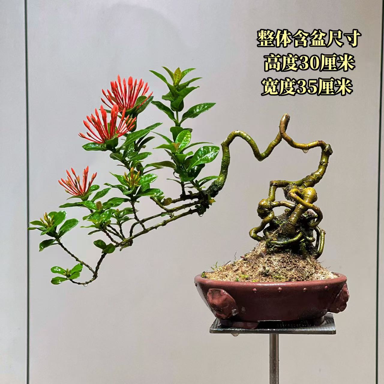 【叶胜园艺】精品小叶龙船花功夫桩盆景