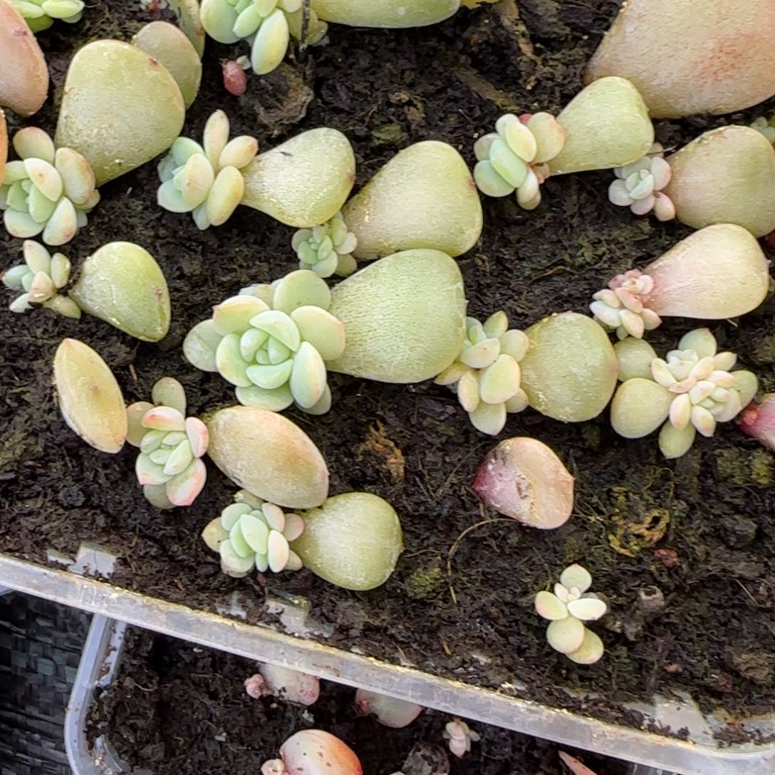 风花05 穴一个6床满25包邮