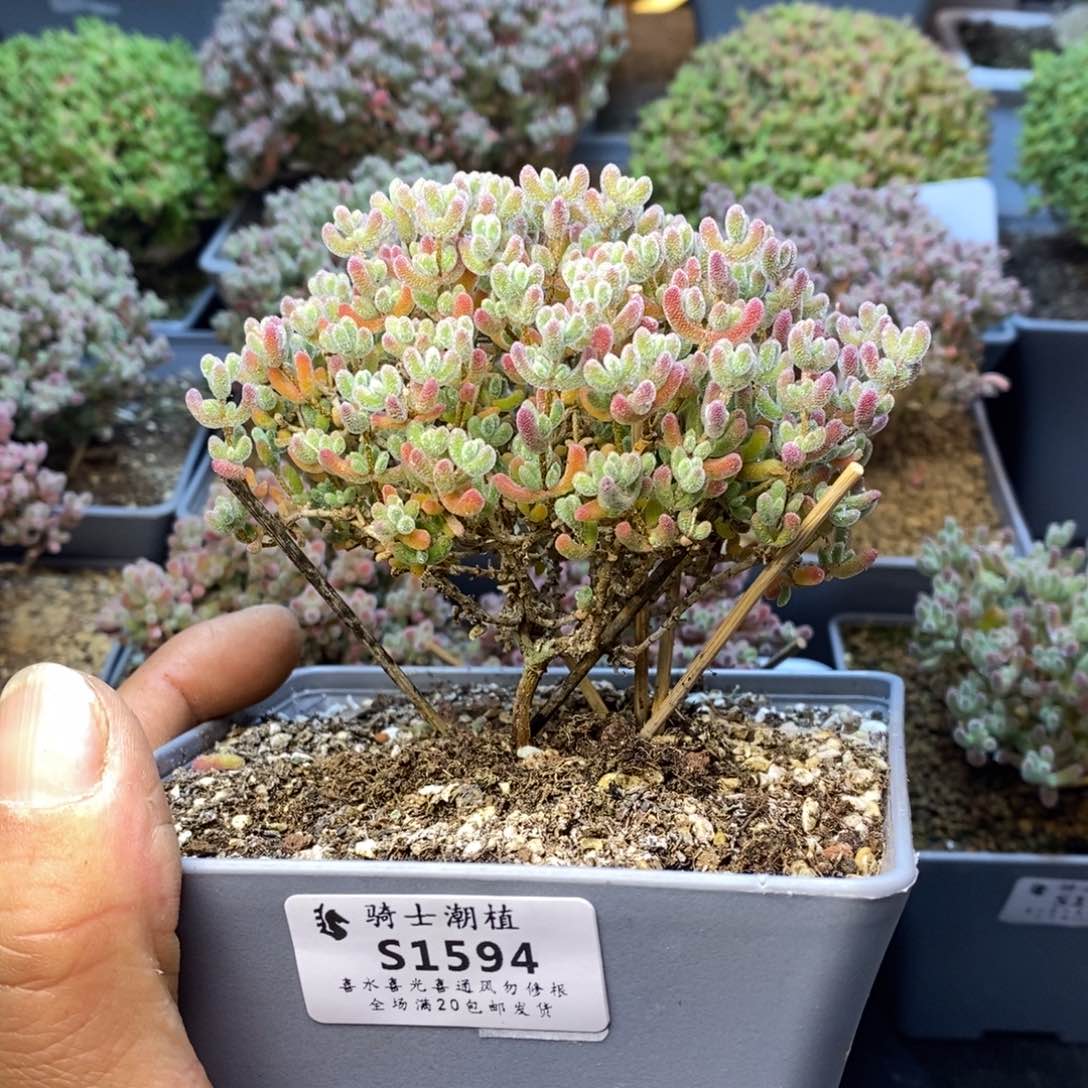 1594优选冰晶枝干