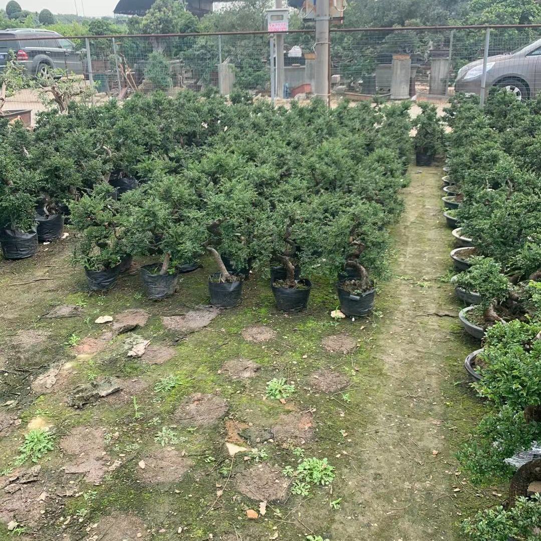 小叶榔榆直播一物一拍盆景老桩盆景造型盆景