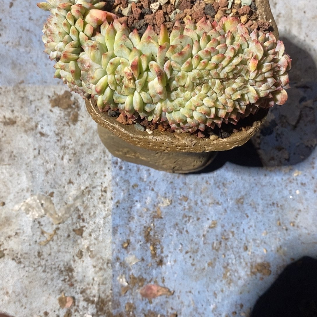 ****️4865866899358998555588