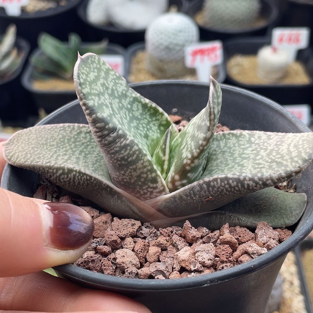 实生龙虎豹卧牛仙人球