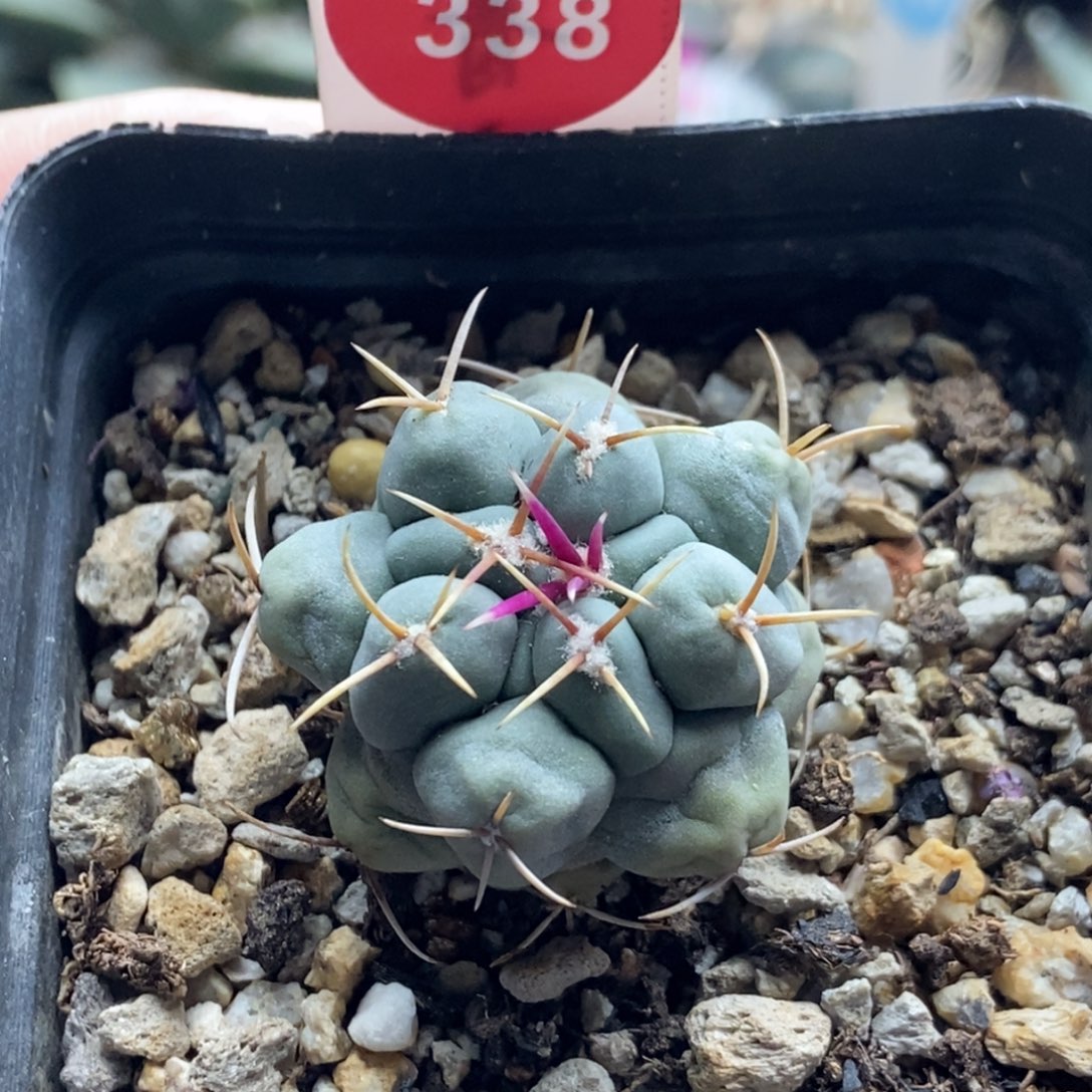 实生白肌天肌一棵仙人球