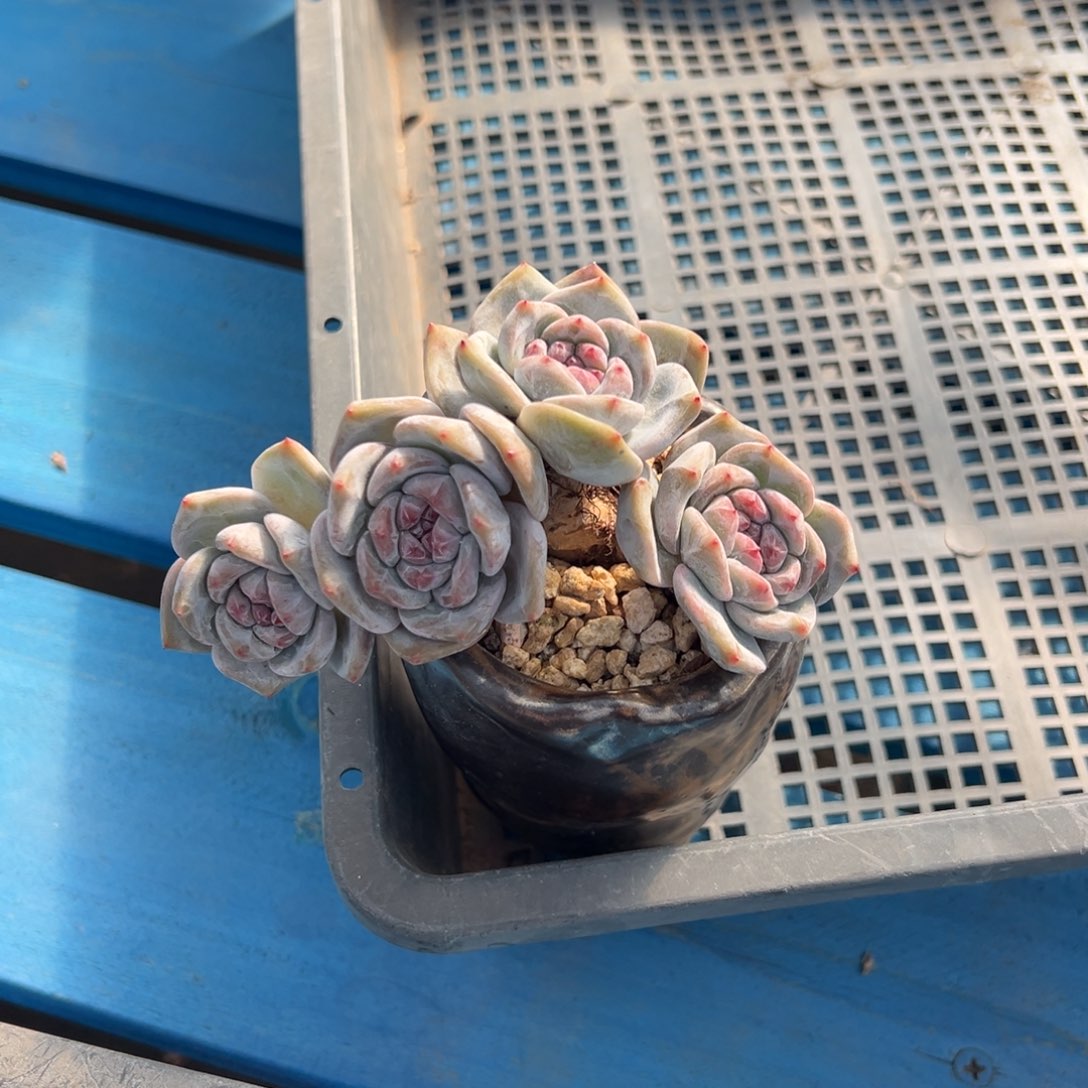 *****精品多肉一物一拍