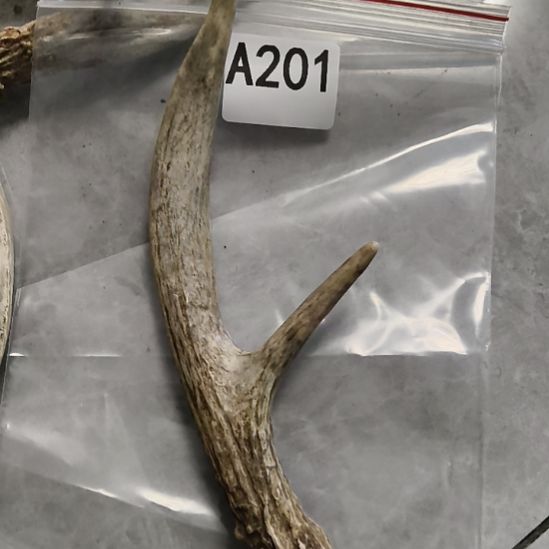 ****雨鹿角鹿角鹿角鹿角鹿角 