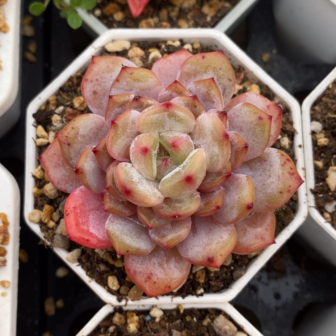 自助下单一物一拍多肉可寄养-星星橙