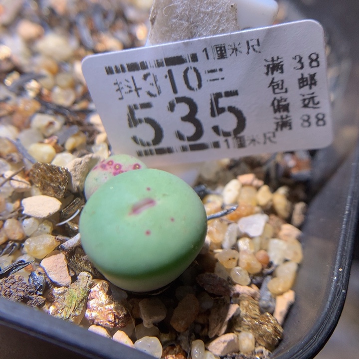 精品生石花310.535