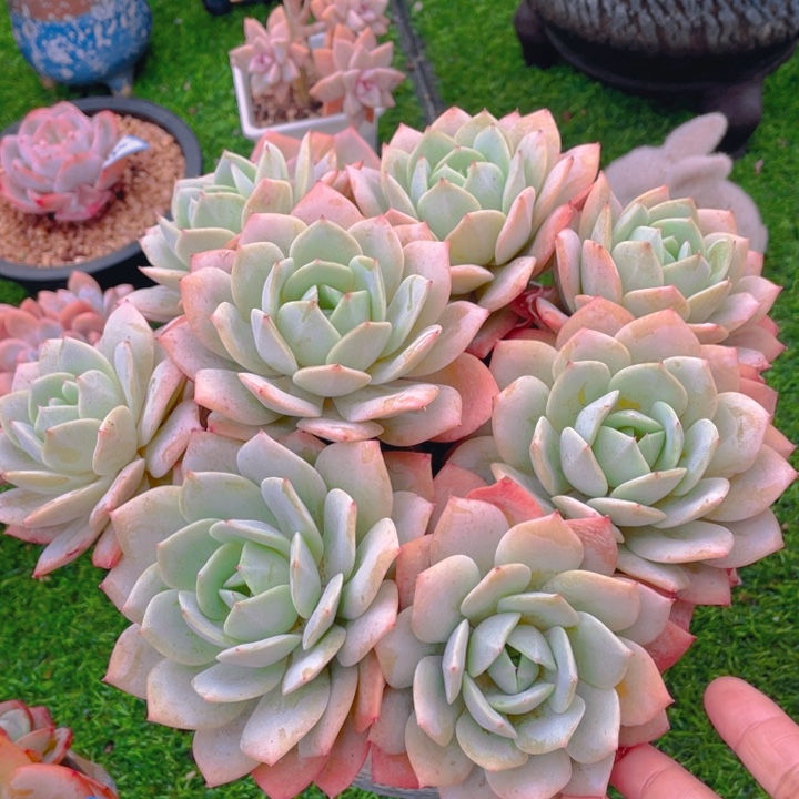 谢谢你的支持000000055