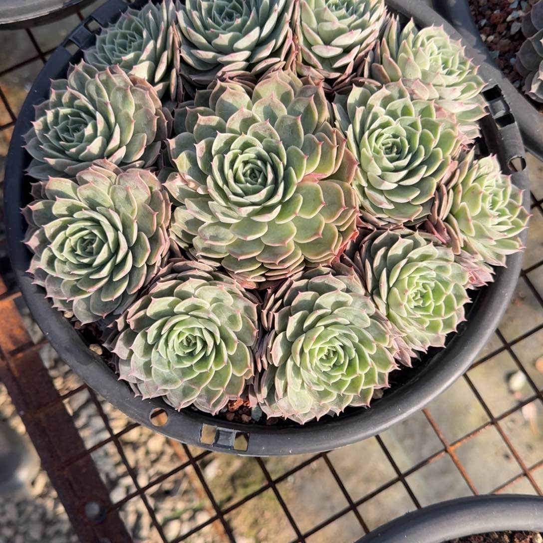 昂斯诺完美捧花多肉