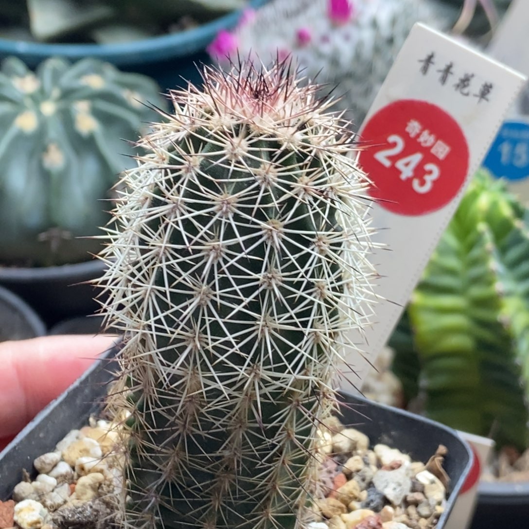 实生带中刺御旗虾一棵仙人球