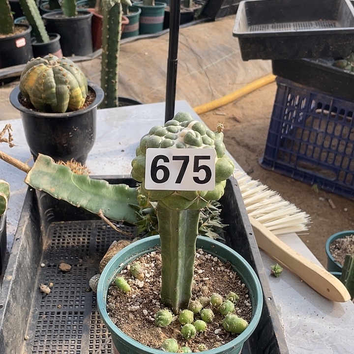 完全开放675无刺象牙