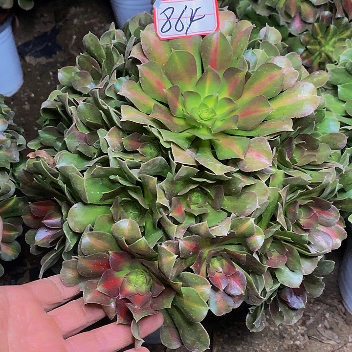 粉女巫中斑老桩864号