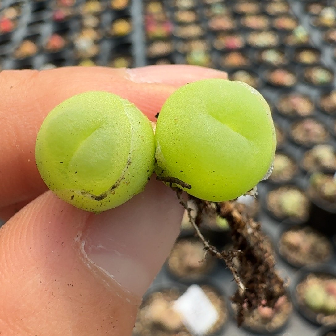 400两颗拉登新头58888