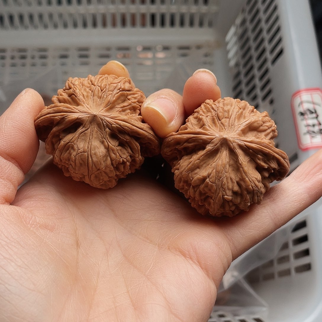 磨盘23.8侧生裂片卵形