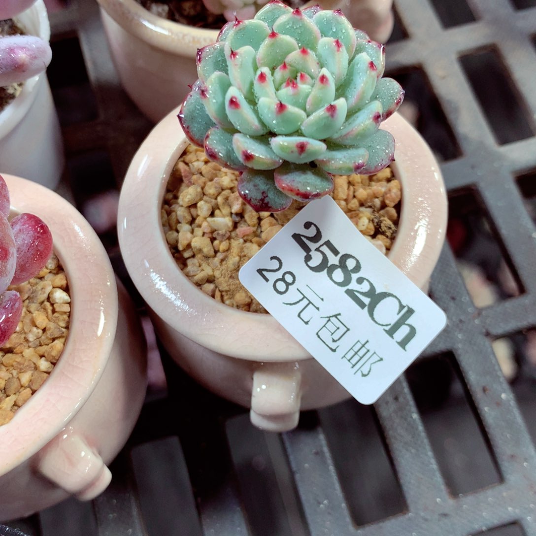 5厘米盆精控多肉2582