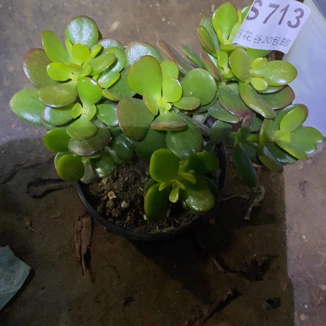 713姬红花月多肉植物