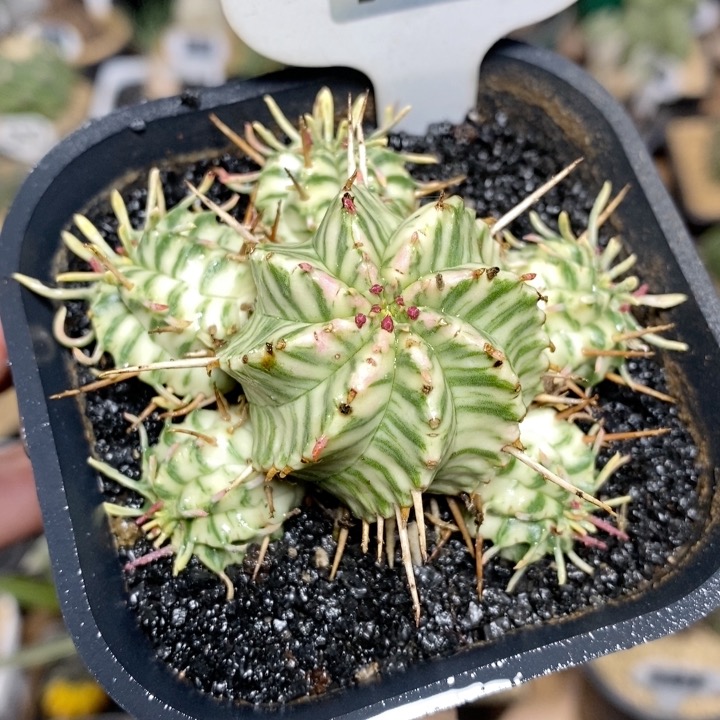 105号实生斑马锦群生6.5cm