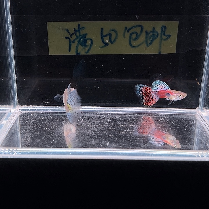 孔雀鱼红草尾孔雀