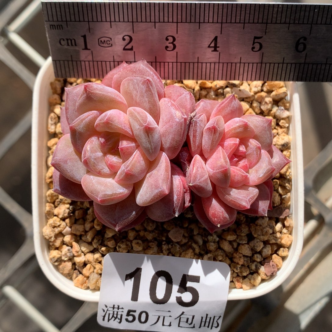 105。秘境粉魄双头。