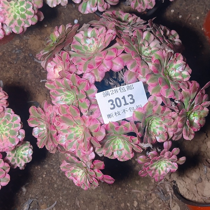 3013红铜白多肉植物保护